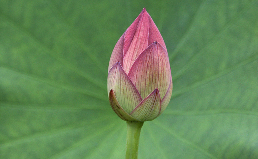 Lotus